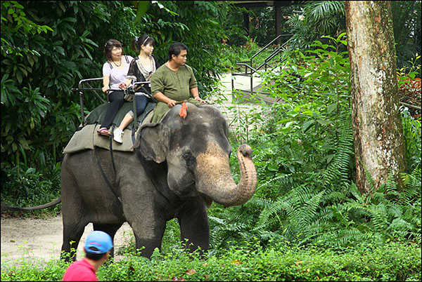Singapore Zoo 7