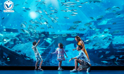 Đắm Chìm Vào Đại Dương Kì Thú Ở S.E.A Aquarium Singapore